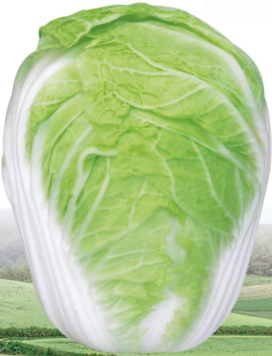 夏秋王——白菜 夏秋王——白菜